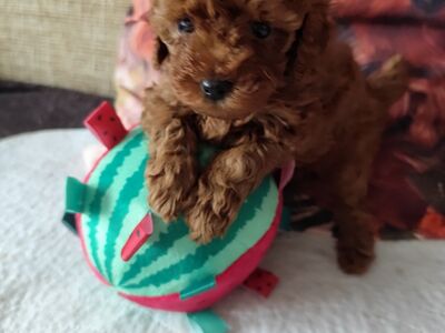 Toy puudel