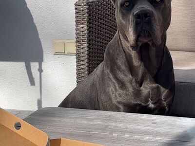???? UUT KODU OTSIB 3-AASTANE CANE CORSO EMANE ????
