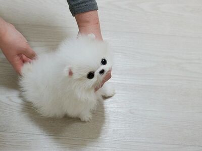 Pomeranian kutsikad müügil