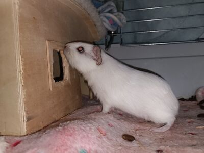 Merisiga