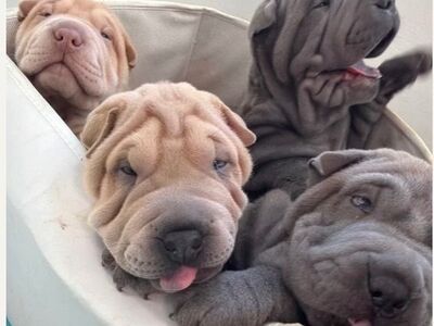 Shar Pei kutsikad..kirjuta mulle