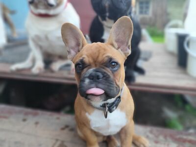 Isane prantsuse buldog