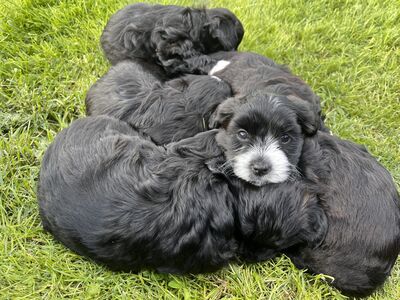 Imearmsad maltipoo poisid otsivad armastavat kodu!