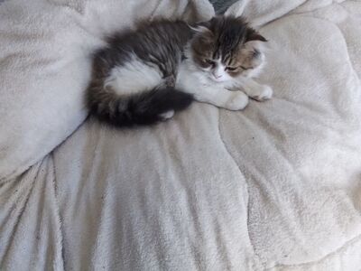 Котенок скотиш