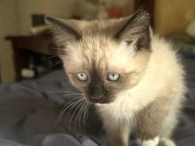 Isane kassipoeg Ragdoll