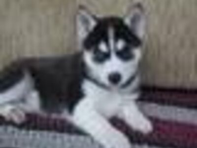 Siberi husky kutsikad