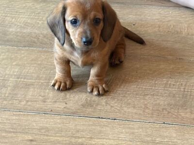 Gorgeous miniature dachshund