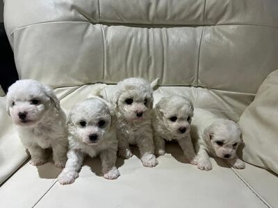 Bichon Frise