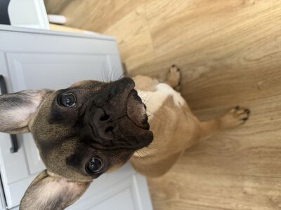 prantsuse buldog