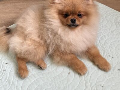 Pomeranian spitz