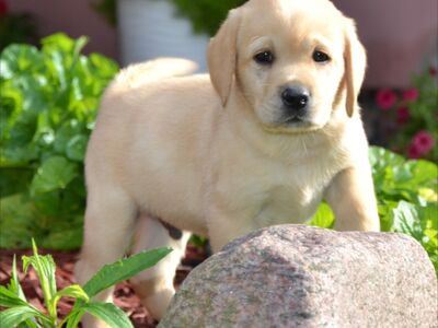 Labradori retriiver