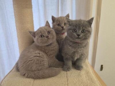 Family friendly British shorthair kittens