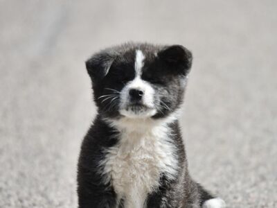 Brindle Akita Inu kutsikad