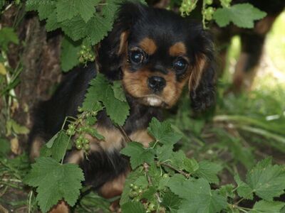 Cavalier King Charles kutsikad