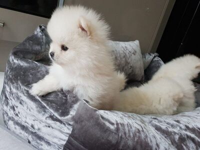 Pomeranian kutsikad on saadaval