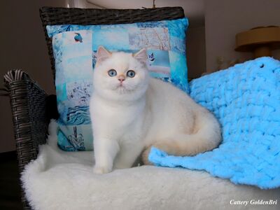 Британский короткошёрстный котёнок