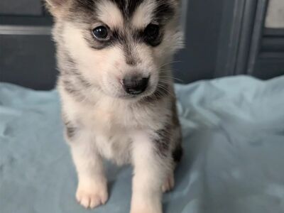 3 isast Siberi huskyt, hetkel3 isast Siberi huskyt