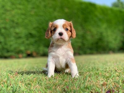 Cavalier King Charles Spanieli kutsikad