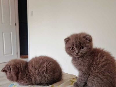 Scottish fold kittens