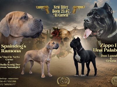Cane corso