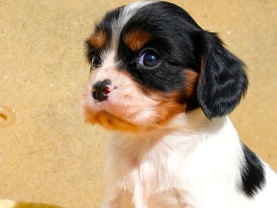 CAVALIER KING CHARLES SPANIAL