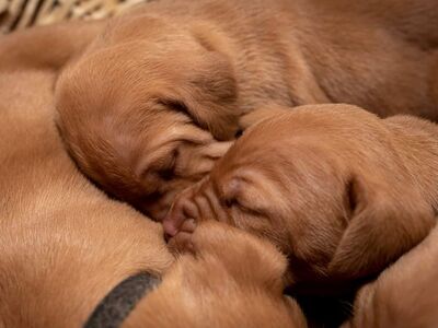 Vizsla / Ungari lühikarvalise linnukoera kutsikad