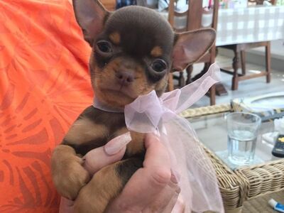 Chihuahua kutsikad