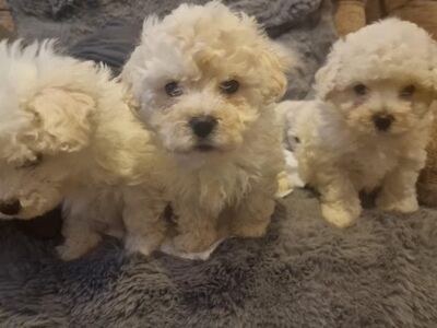Bichon Frise kutsikad müügil