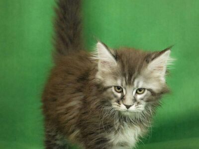 MAINE COON KASSIPOJAD