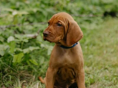 Ungari lühikarvalise linnukoera kutsikad (vizsla)