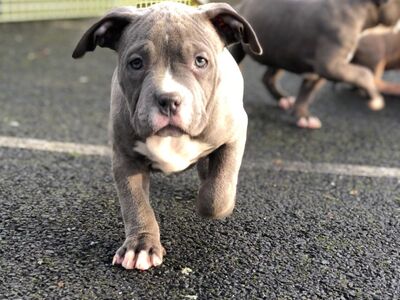 Ameerika buldog