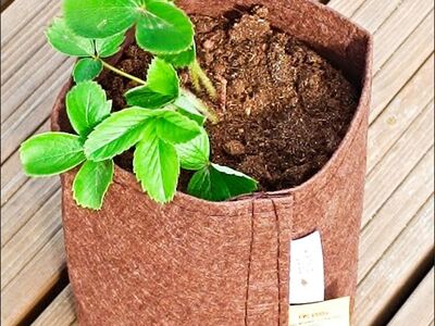 Root Pouch Boxer Brown taimekasvatuskotid
