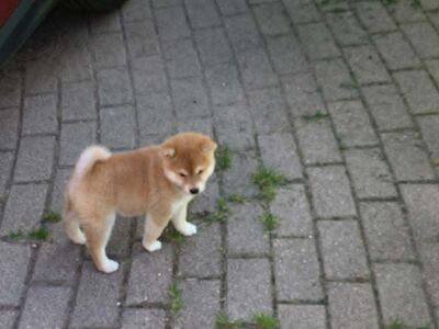 Shiba Inu