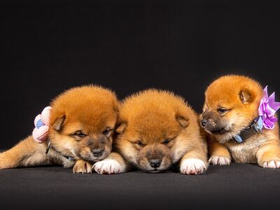 Shiba Inu kutsikad tšempionliinidest (FCI)