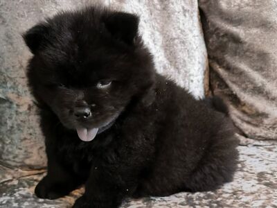 Chow chow kutsikad
