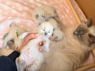 В постели с людьми. Продается милый котенок рэгдолл..