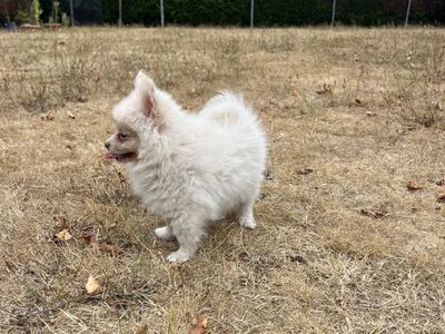 Pomsky Kutsikad | Kennelklubis Registreeritud