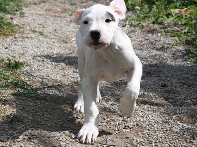 Argentiina dogi/dogo argentino