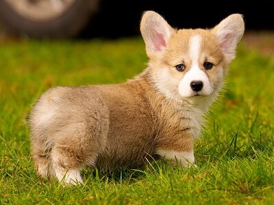 Emane Corgi/Kääbustaksi kutsikas