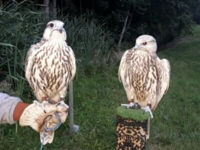 Buy Peregrine FALCON pair online
