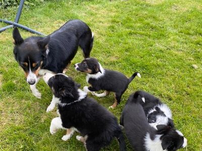 BORDERCOLLIE