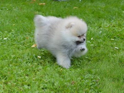 POMERANIAN