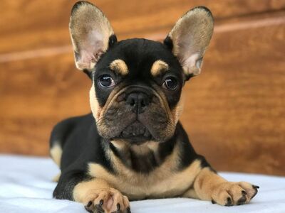AKC Prantsuse buldogi kutsikad