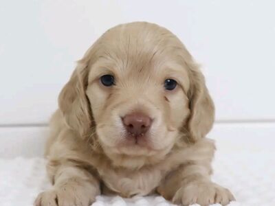 Dachshund puppies