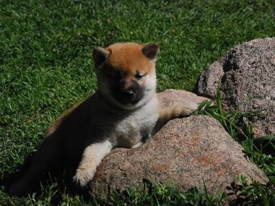 Shiba Inu