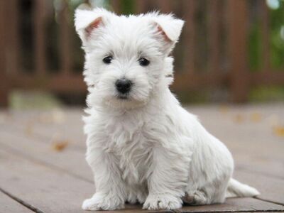 Soovime võtta West Highland Terrier isast kutsikat