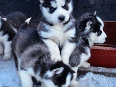 Siberian Husky Puppies ready for their new home.