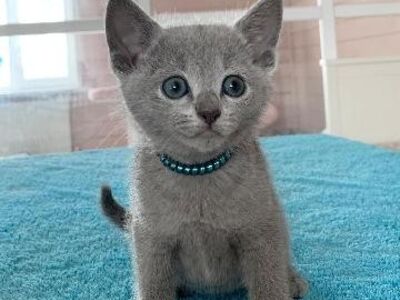 Cute Russian blue kittens