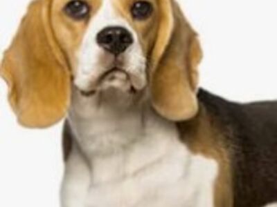 Beagle kutsikas