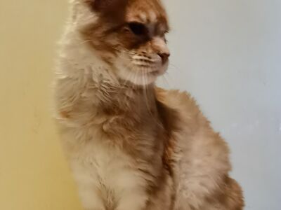 Maine Coon isane